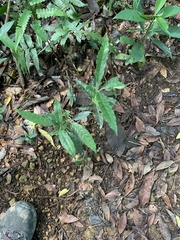 Magnoliopsida
