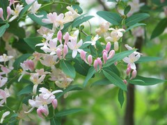 Lonicera tatarica