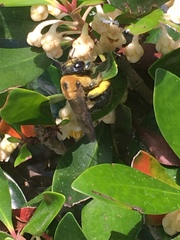 Xylocopa virginica image