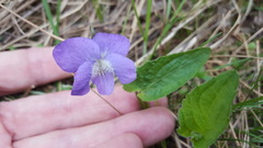 Viola novae-angliae