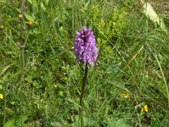 Dactylorhiza maculata