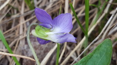 Viola novae-angliae