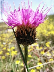 Klasea nudicaulis