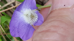 Viola novae-angliae
