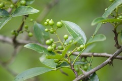Zanthoxylum simulans