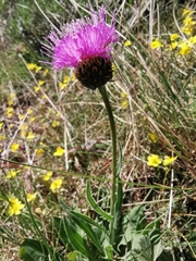 Klasea nudicaulis