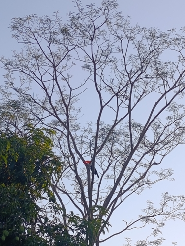 Toco Toucan