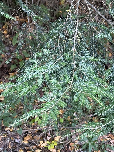eastern hemlock
