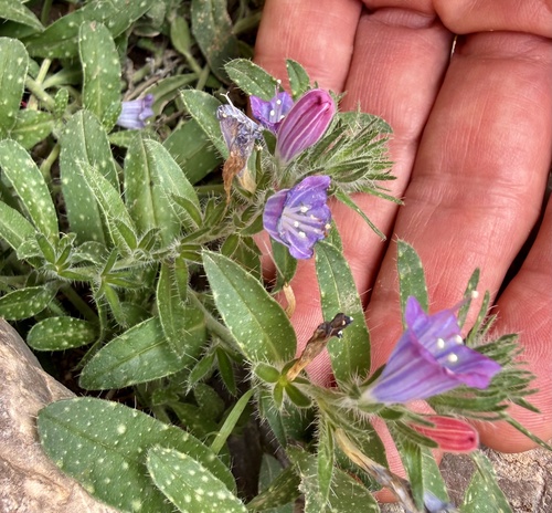 Echium velutinum