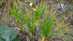 Cyrtopodium macrobulbon
