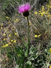 Klasea nudicaulis