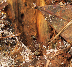 Odontomachus brunneus