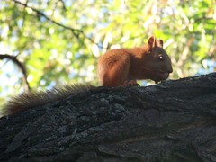 Sciurus vulgaris