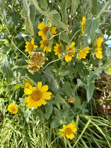 cowpen daisy