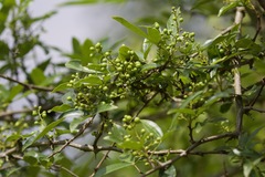 Zanthoxylum simulans