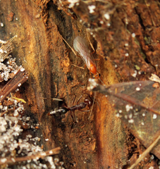 Odontomachus brunneus