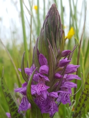 Dactylorhiza praetermissa junialis