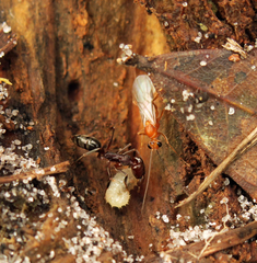 Odontomachus brunneus