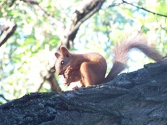 Sciurus vulgaris