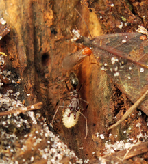 Odontomachus brunneus