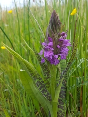 Dactylorhiza praetermissa junialis