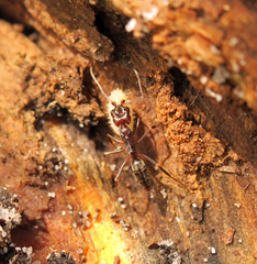 Odontomachus brunneus