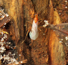 Odontomachus brunneus