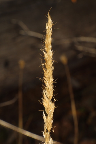 Koeleria spicata observed 2026-10-07