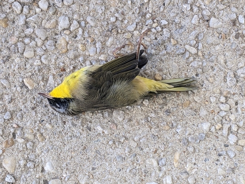 Common Yellowthroat