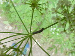 Depressaria daucella