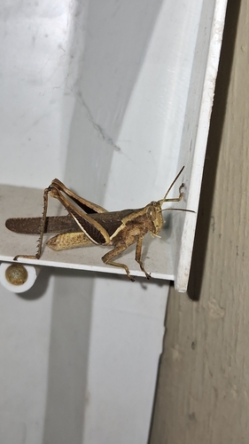 Abracris flavolineata