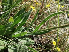 Klasea nudicaulis