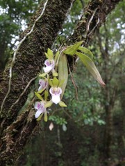 Sarcochilus australis