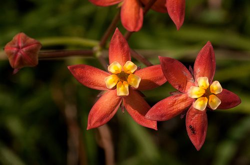 Stathmostelma pedunculatum image