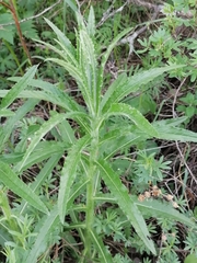 Cirsium serratuloides