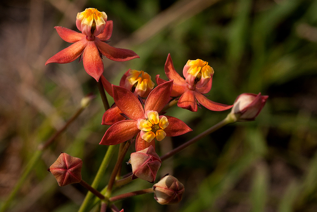 Stathmostelma pedunculatum