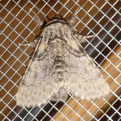 Gluphisia crenata