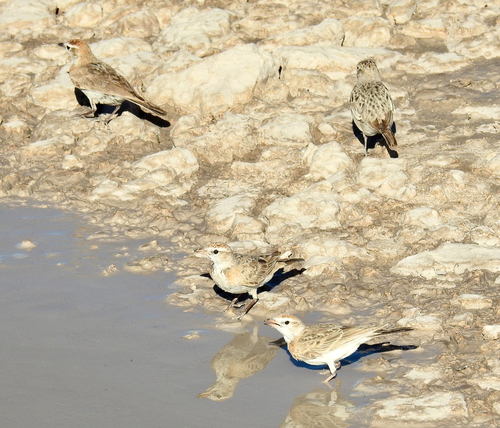 iNaturalist image