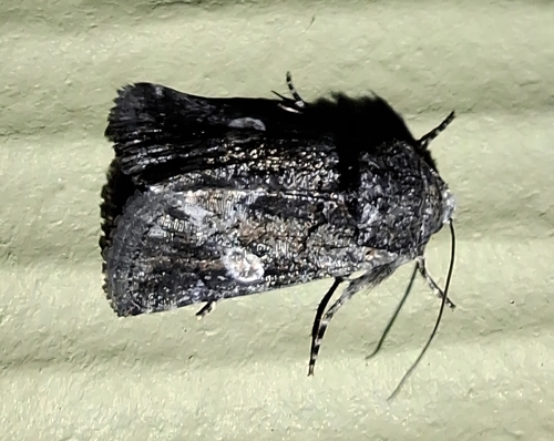 Copanarta aurea