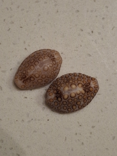 Jenneria pustulata observed 2026-10-07