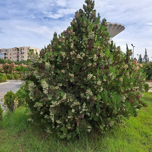 Chinese arborvitae
