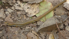 Gerrhonotus liocephalus liocephalus
