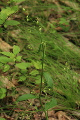 Adenophora divaricata