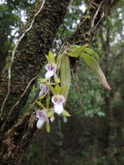 Sarcochilus australis