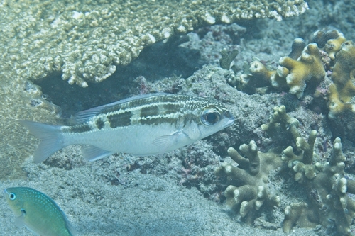 Scolopsis lineata observed 2026-10-07