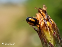 Cryptocephalus vittatus