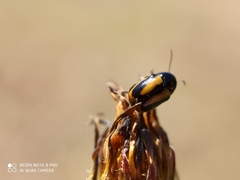 Cryptocephalus vittatus