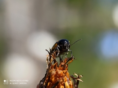 Cryptocephalus vittatus