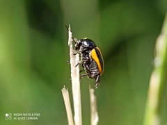 Cryptocephalus vittatus