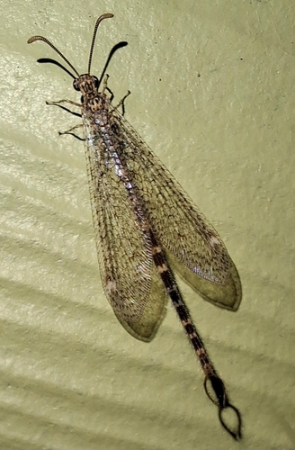 Sacken's Antlion
